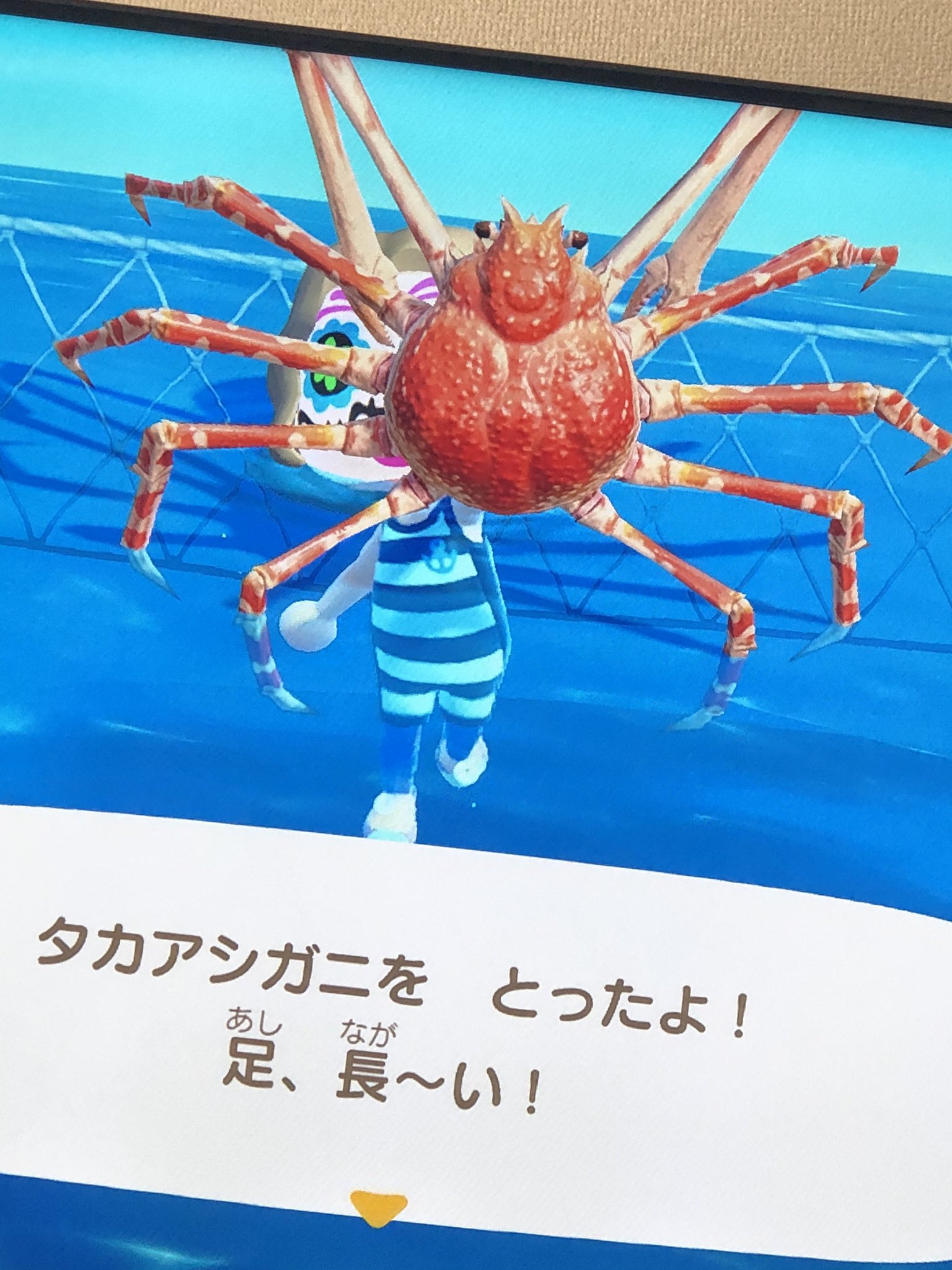 Demiii わ い さっそく取れた あつ森 タカアシガニ T Co Yaybbgmtbg Twitter