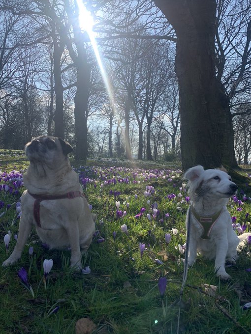 I just love spring 💐 https://t.co/IXbCR3z4kU