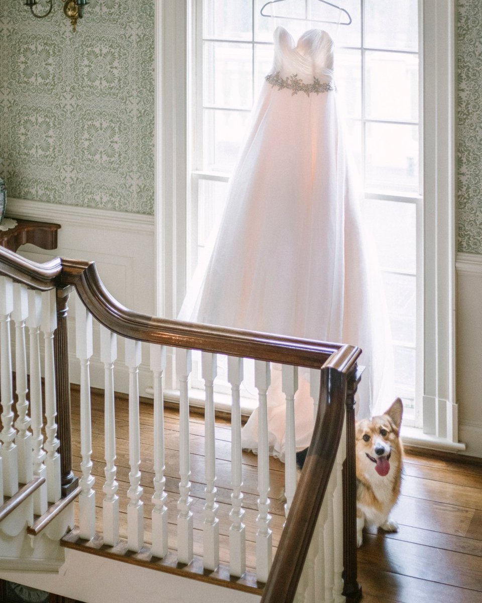 AmativeCreative's tweet photo. This little guy crashed the dress photo and I’m not at all mad about it 😍���😍 

Okay I lied. I begged him to come to the top of the stairs and pleaded with him not to move 😂 I’m definitely not a dog whisperer, but hey it worked. 🤣 https://t.co/R7gj2lU0u0
