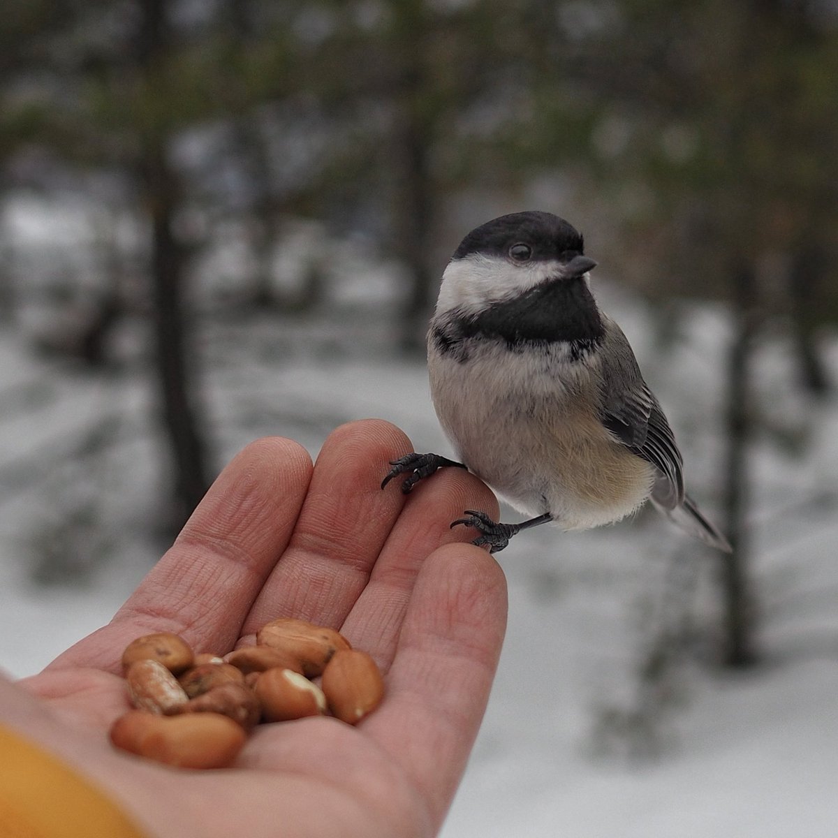 Little flying piggies! 
#Chickadee