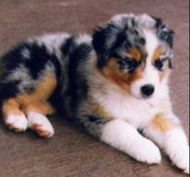 Meet Stevie Nicks McQueen.