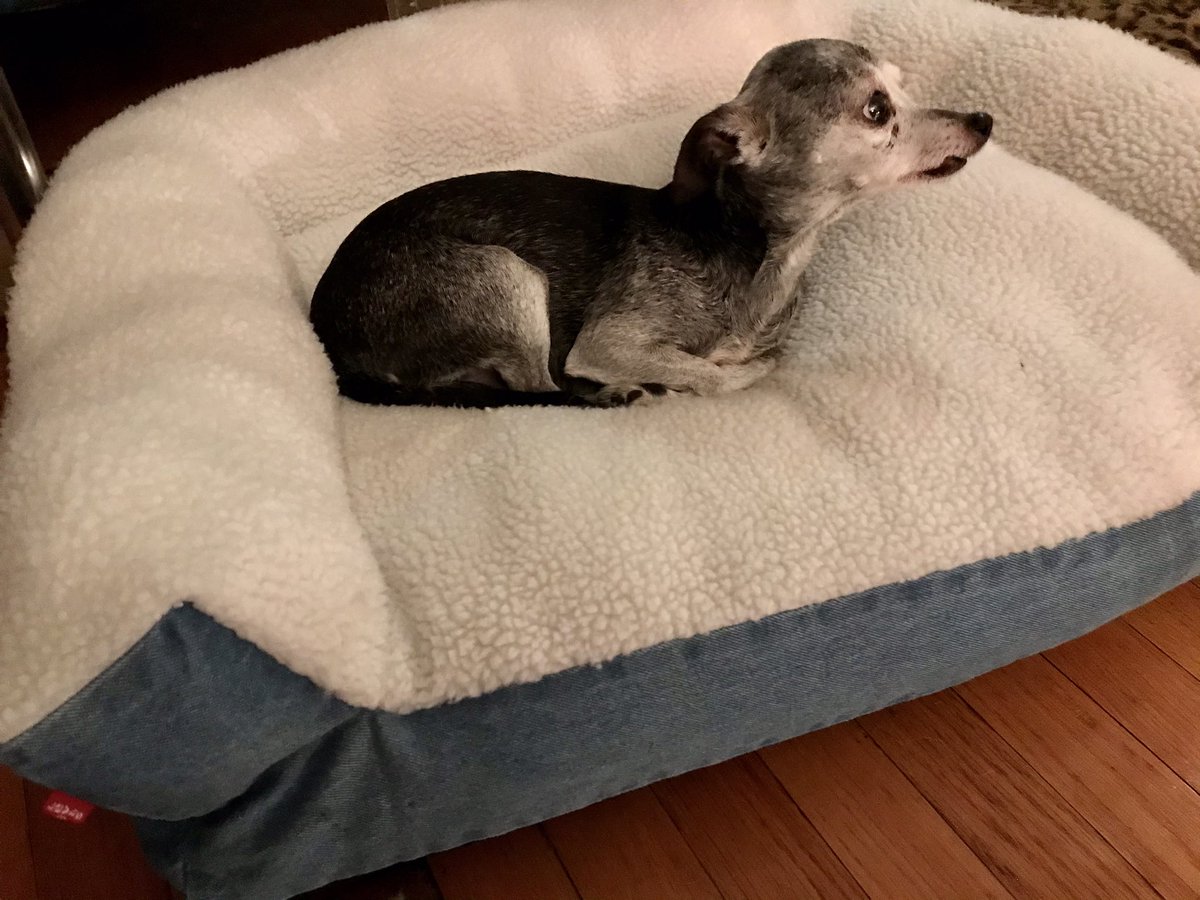 ChadFeltrin's tweet photo. Someone loves their #LevisxTarget doggy bed!!! LuLu says thank you @Target https://t.co/nT8X4LxfqA