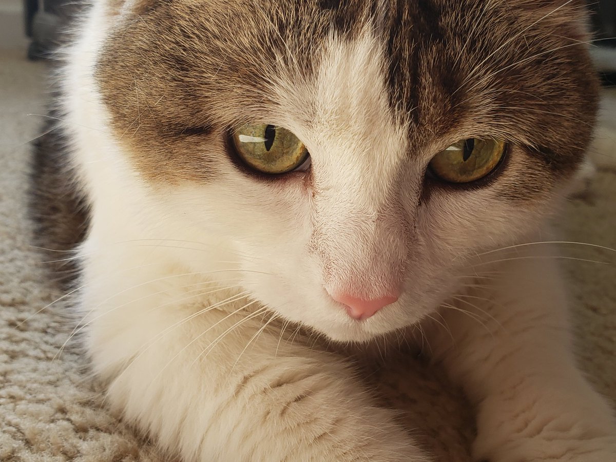 seachelle669's tweet image. Day 7
I’ve been nominated by @kittehsofLC to produce a picture a day for 7 days to portray current life.

Any furpals that wish to join me please do.

#CatsOfTwitter 
#HandsomeCatClub