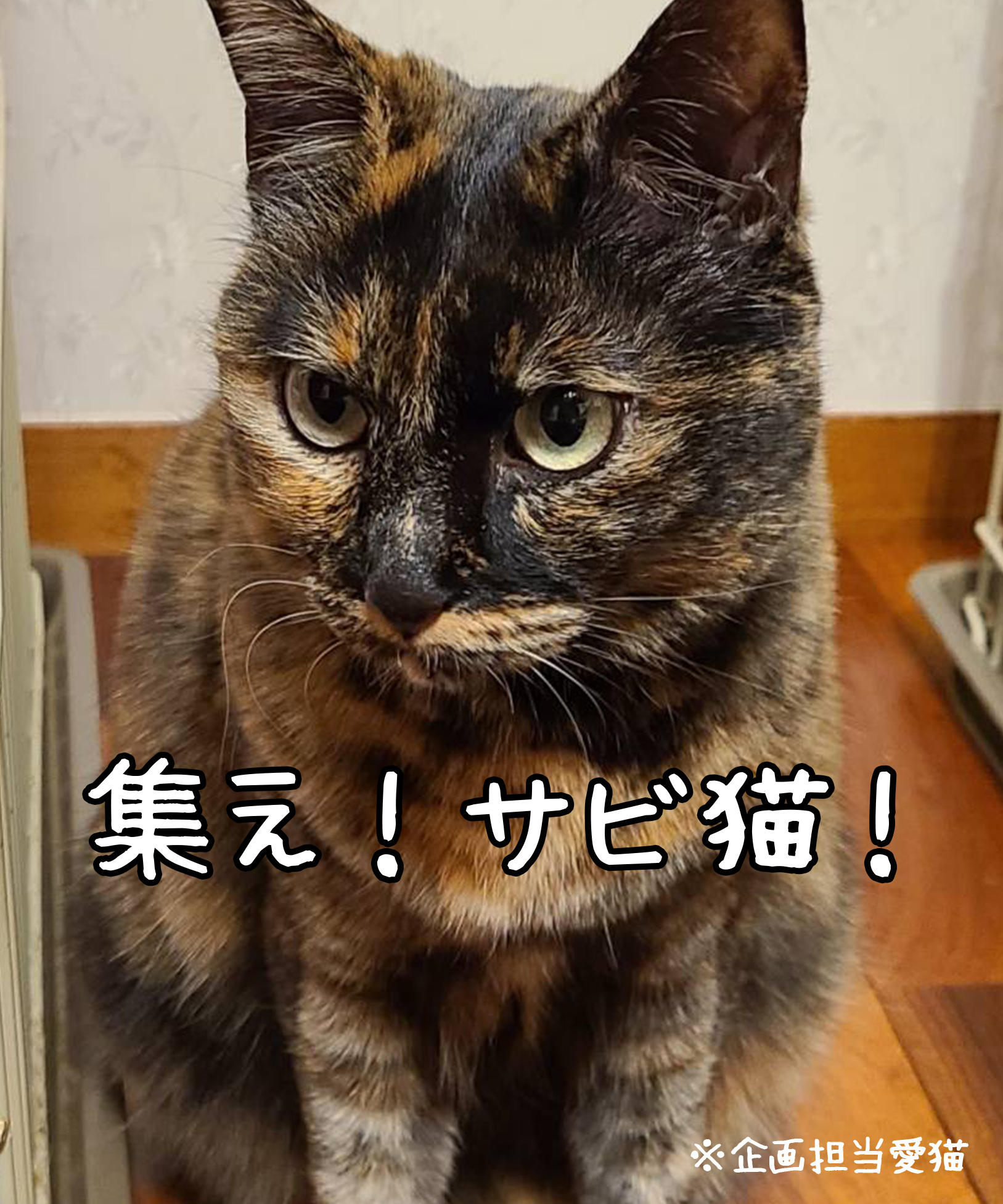 フェリシモ 猫部 今日は3 1で サビ猫の日 ということで 猫部のサビ猫さんグッズを並べてみました 今日はサビ猫祭りでみにゃさまと盛り上がりたい みんにゃ 今年も猫部にサビ猫写真を送ってくれ サビ猫本祭り21 T