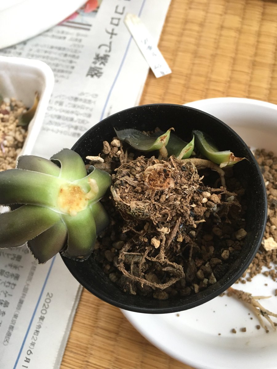 さげ 七日 6月に根腐れ手術して半年で復活したハオルチア白帝城 ここから形が締まって行くのが楽しみ さげ 七日 6月に根腐れ手術して半年で復活したハオルチア白帝城 ここから形が締まって行くのが楽しみ
