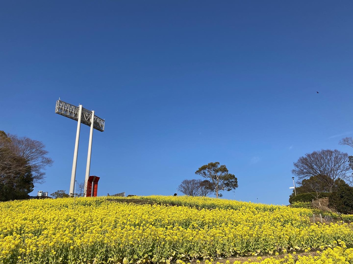 神戸総合運動公園 こんにちは コスモスの丘では 菜の花が見頃を迎えていますよ ぜひ 菜の花を見に来てくださいね ご来園される際は 3密を避ける マスク等飛沫を予防できるものを着用するなど 感染症対策に努めていただくようお願いいたします 神戸総合運動公園 こんにちは コスモスの丘では 菜の花が見頃を迎えていますよ ぜひ 菜の花を見に来てくださいね ご来園される際は 3密を避ける マスク等飛沫を予防できるものを着用するなど 感染症対策に努めていただくようお願いいたします