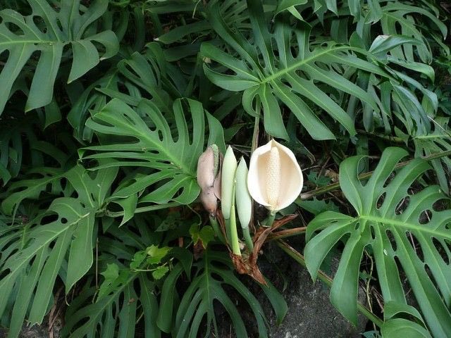 Flor de la Monstera deliciosa La flor aparece a partir del tercer ao de  vida de la planta. Es de color crema y mide unos 20 cm. En su interior se  forma
