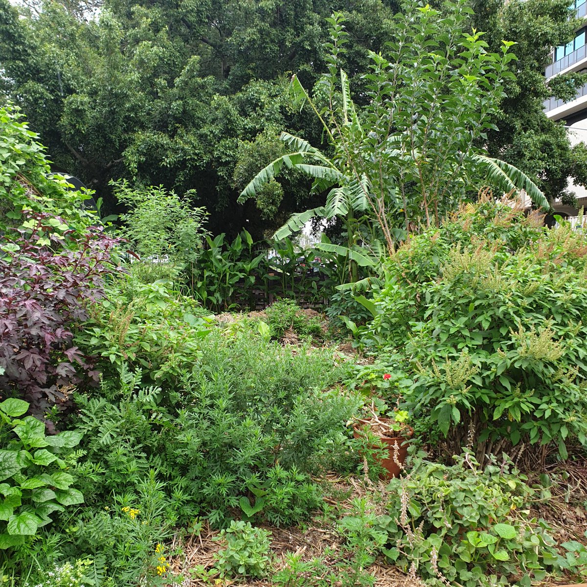 WeAreBrisbane's tweet photo. Just did a big #compost run to my local #community #garden at #JaneSt. It's looking amazing, the #volunteers have done a spectacular job in building new beds, and cleaning up. I love the daleks aka compost bins! 💚 they're near me, fruit &amp; veg scraps should never go in landfill! https://t.co/qyFDBiyJpL