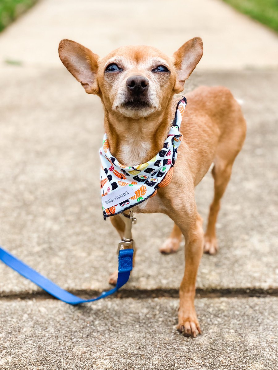 Hope Animal Rescue tweet media