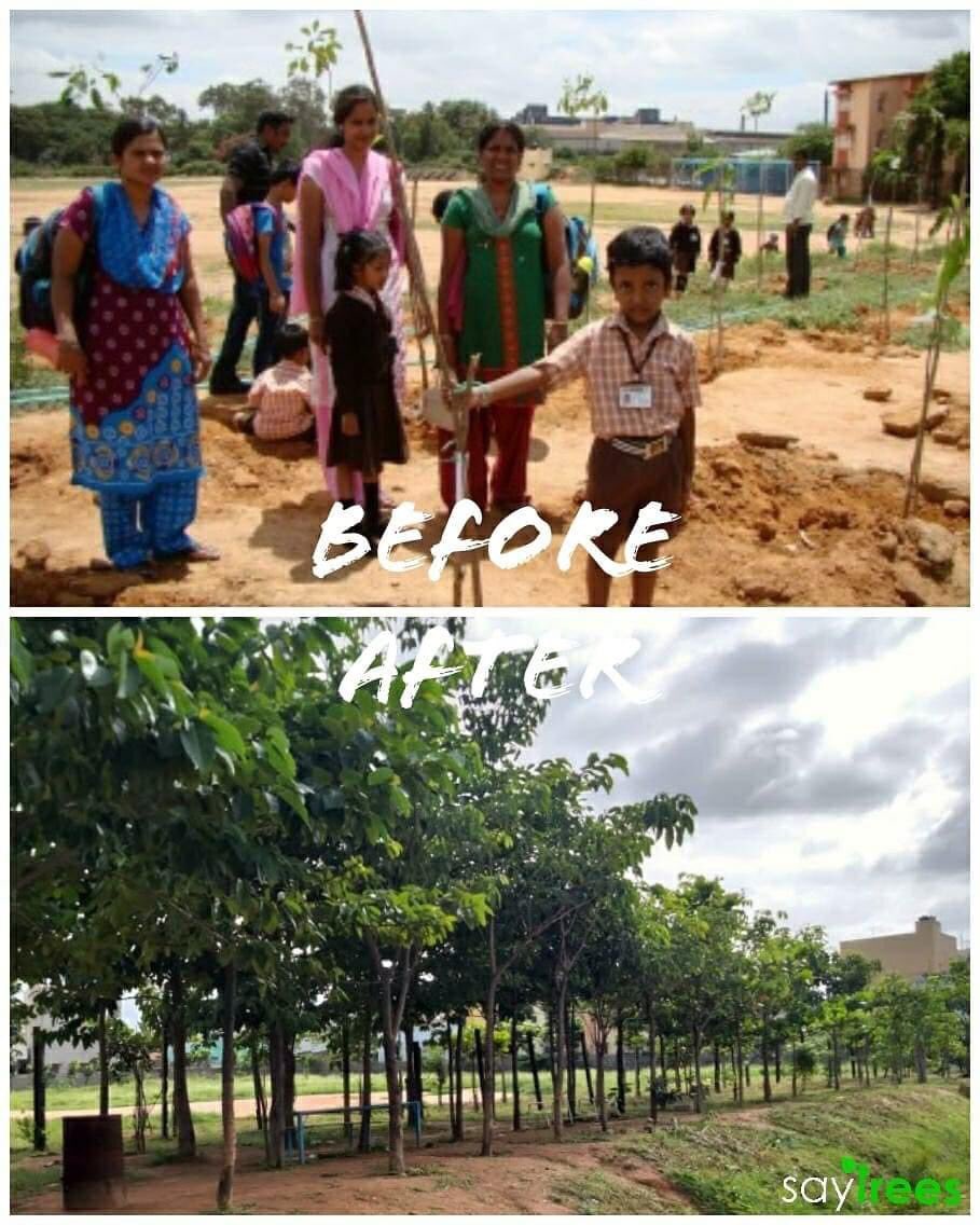 Location : KR Puram, Bengaluru
No. Of Saplings : 1000+ 
Age : 5 years
.
.
.
@Actor_Vivek 
#SayTrees #Plantation #treeplantation #treesofbangalore #trees #saplings #saytreesbeforeafter #beforeandafter