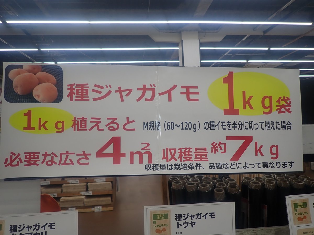 やさい畑編集部 ジャガイモの種イモを買い出しに出かけました キタアカリ３ と そのお店がイチオシにしている とうや１ を購入 種イモはどれくらい必要かな と思案していたら 1 で４ 分とpopに書かれていました 痒いところに手が届くpopの
