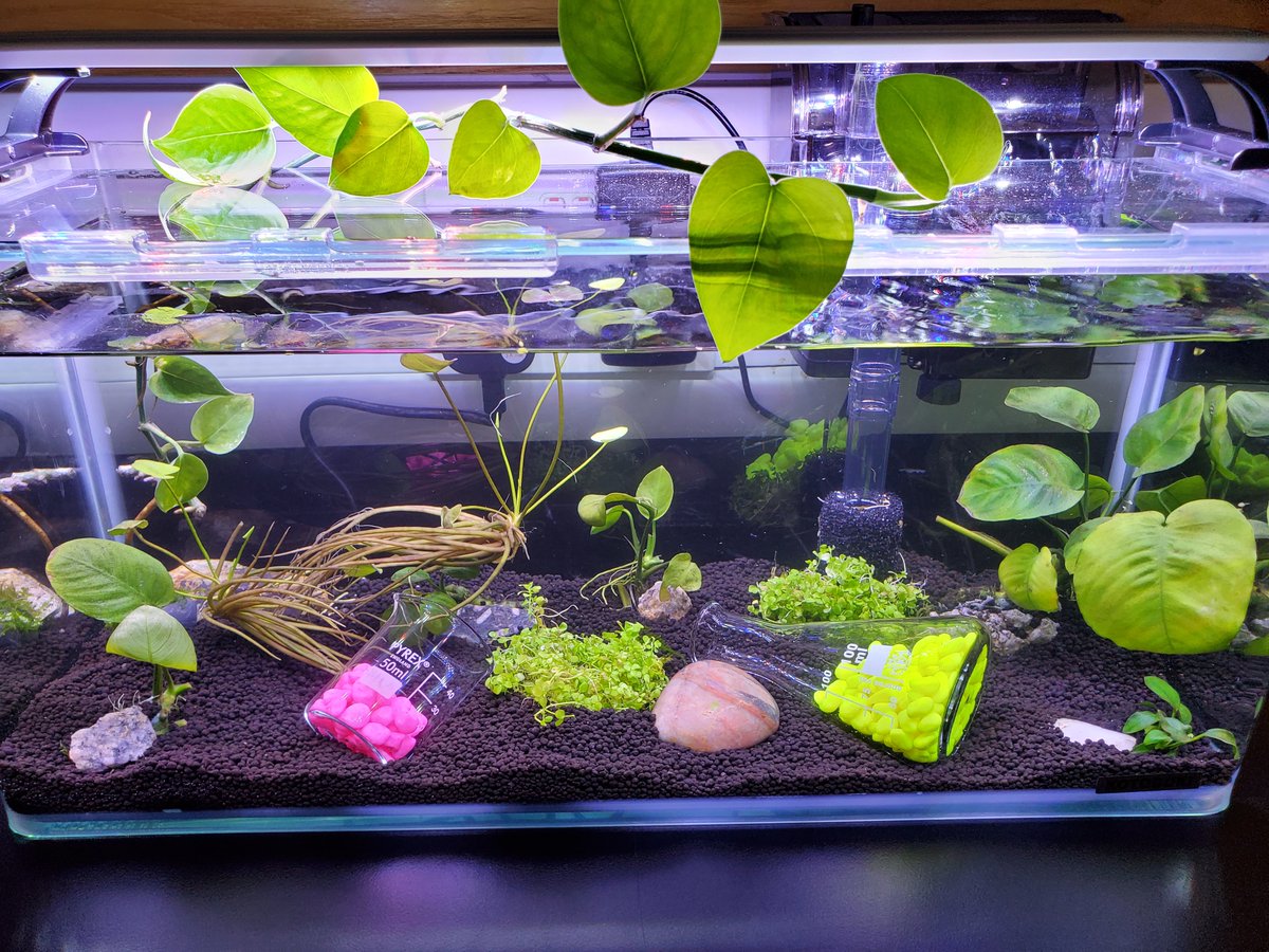 Introducing the Science Department's new water garden. Patiently awaiting the arrival of its new inhabitants.
#sciEd #beautifulbiology