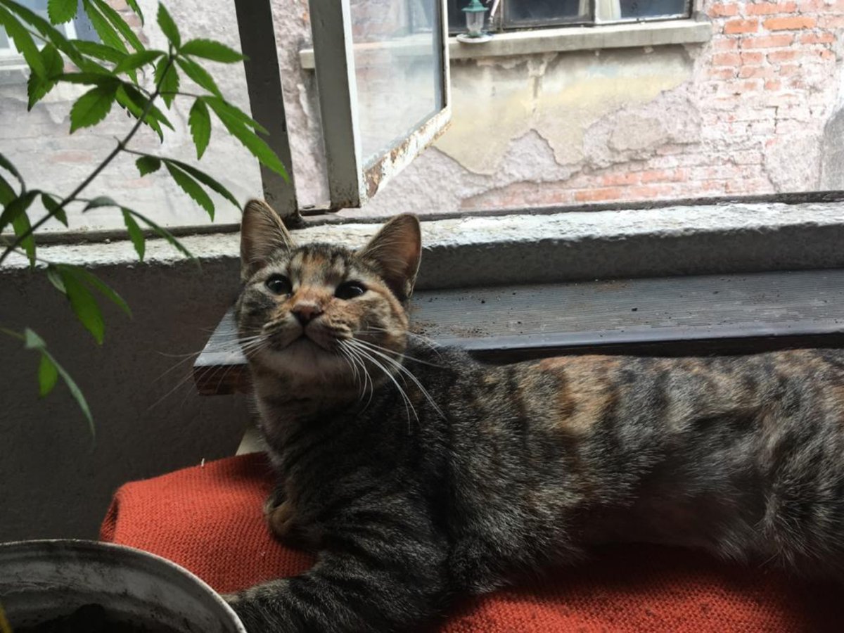 Goblin girl tweet media