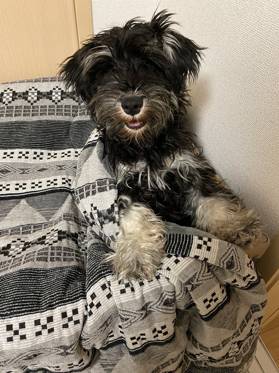 ニコ Mシュナウザー アカウント作りました Mシュナウザー ニコです 6ヶ月目突入しました 落ち着きがなくやんちゃで 飼い主はどうしたもんか となっていますが 良い子に育ってほしいです 色々聞くこともあると思います よろしくお願いします