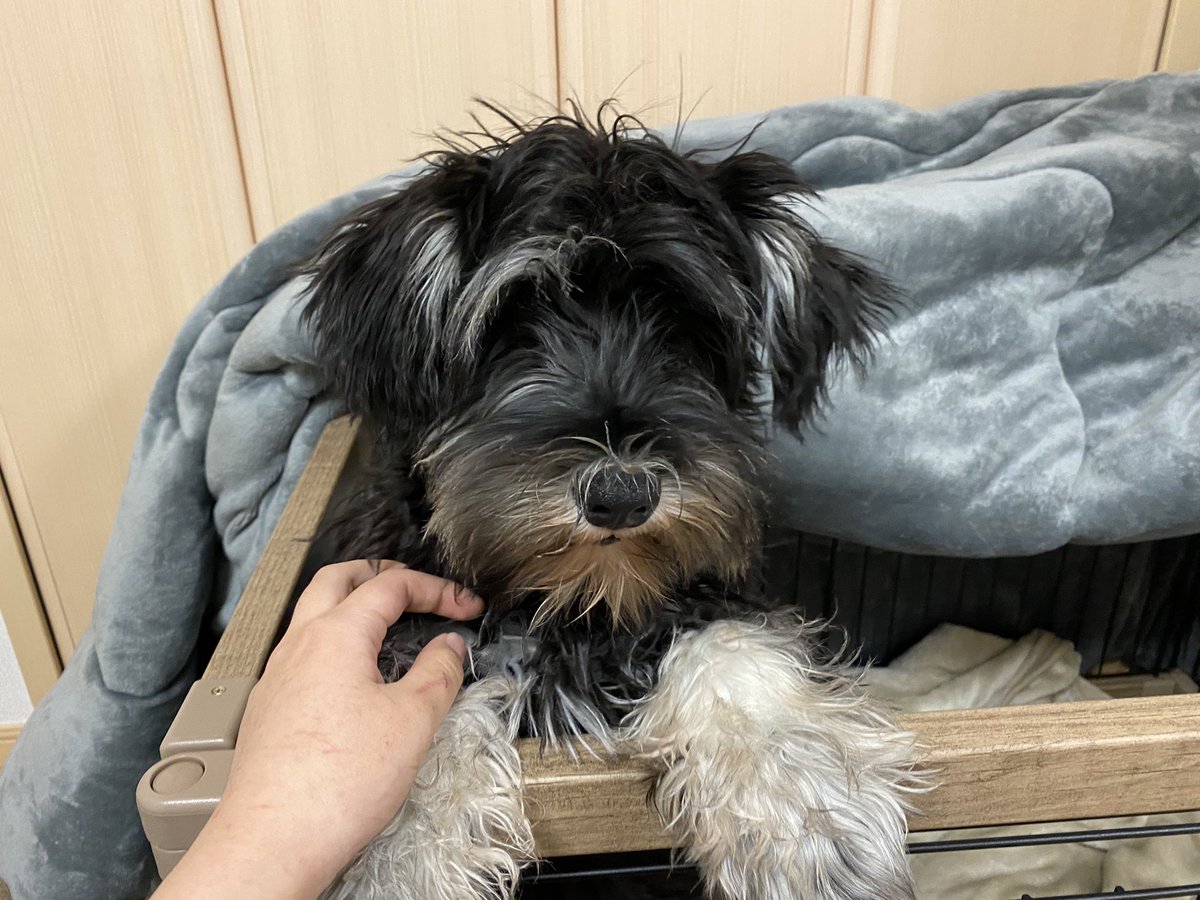 ニコ Mシュナウザー アカウント作りました Mシュナウザー ニコです 6ヶ月目突入しました 落ち着きがなくやんちゃで 飼い主はどうしたもんか となっていますが 良い子に育ってほしいです 色々聞くこともあると思います よろしくお願いします