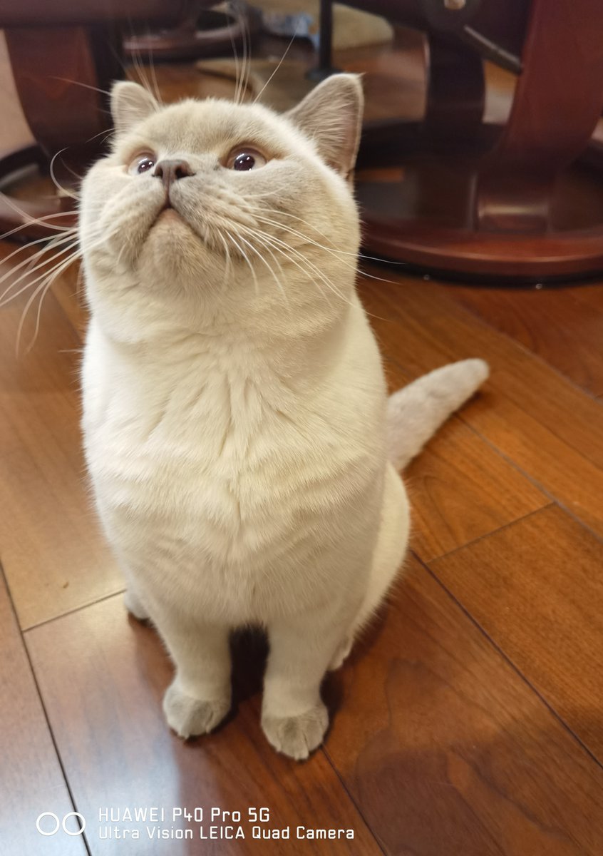 HUAWEI_Japan_PR's tweet image. 愛猫の毛先や毛流れまでもキレイに撮影=^_^=

ウルトラビジョンLeica AIクアッドカメラ搭載、HUAWEI P40 Pro 5Gの実力📷
#猫 #HUAWEI #P40Pro

こんな写真が撮りたい方はこちらを✅
consumer.huawei.com/jp/phones/p40-…