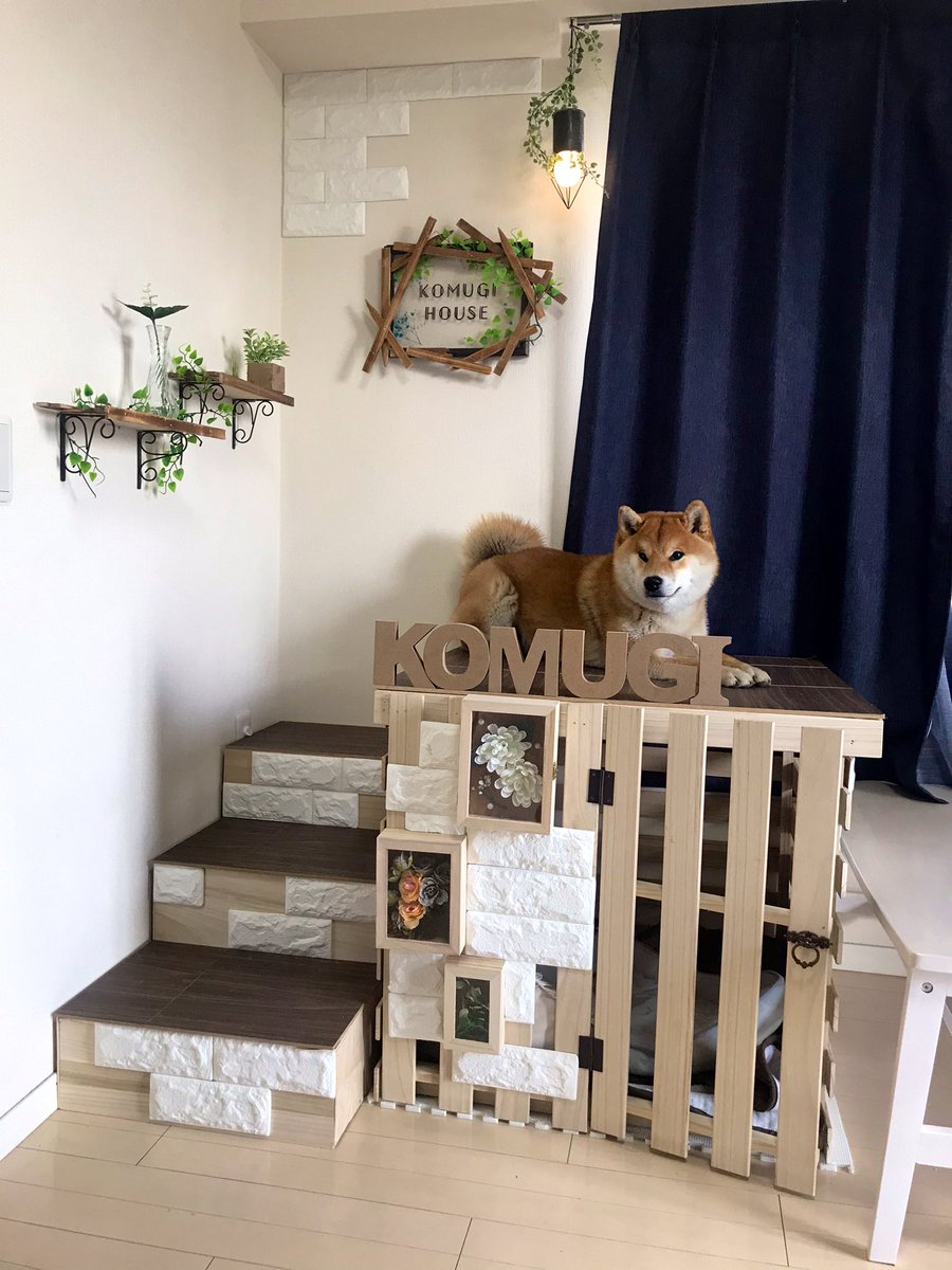 シヴァ犬こむぎっす 40代のおっさんがお小遣いはたいて 愛犬の犬小屋作ったんだけど もはや犬小屋じゃなくなったww パパさんお疲れ様でした Diy 犬小屋 総額8000円 シヴァ犬 愛犬