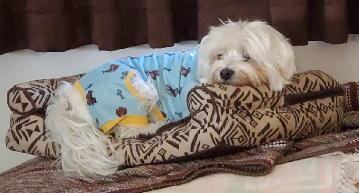 resqpups's tweet photo. STFBR alum Pearl likes to sleep in her dog bed. It's the perfect size.
Goodnight!
#goodnight #adoptdontshop #STFBR #shihtzuandfurbabyrescue #rescuedogs #rescuedogsrock https://t.co/yRXjNX8mxD