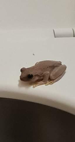 vibirdy's tweet photo. Found a little friend when I went to the bathroom today :) he's just vibing. https://t.co/vwQNlICRNS
