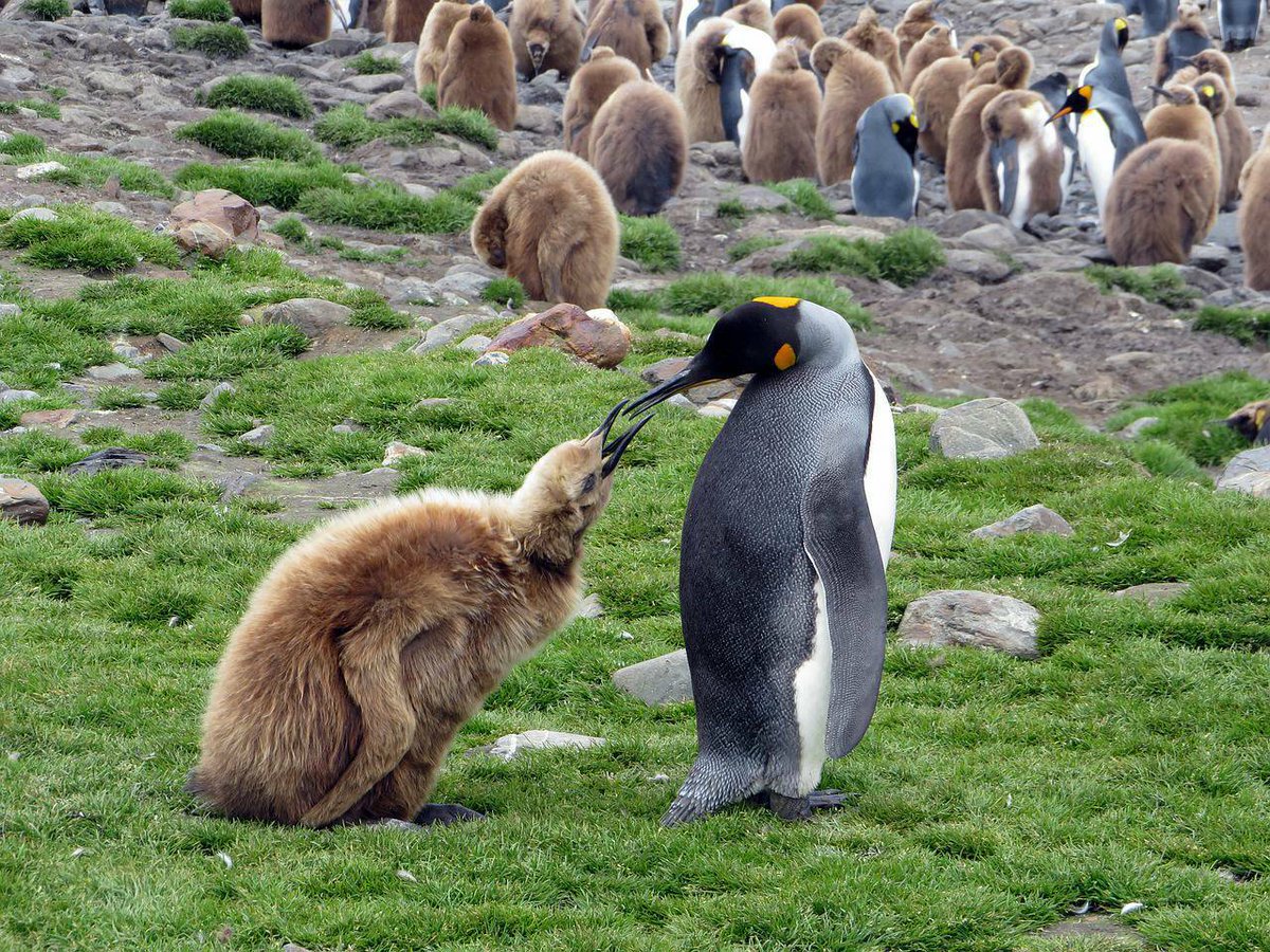 Penguins (@penguins_person) on Twitter photo 