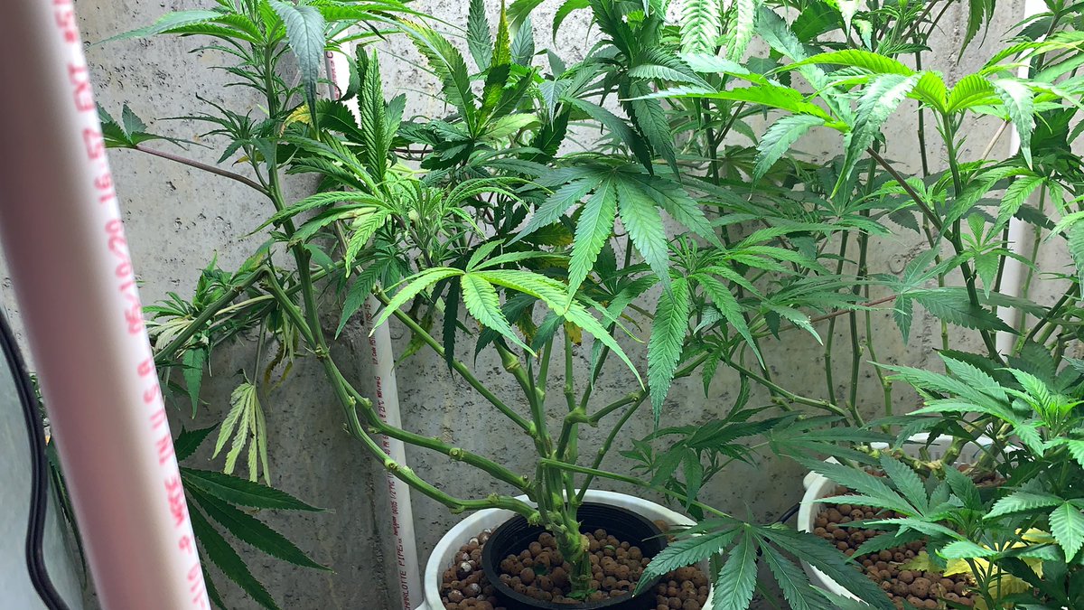 Supercropped and lollipopped. Ready for scrog when the last harvest dries