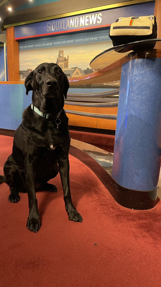 MollyDaPup's tweet photo. Ready for 10pm news! #TVNews #Journalist https://t.co/y1K6DH6MNG