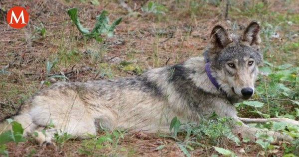¡Casi extinto! Lobo gris aparece en California por primera vez en 100 años
mile.io/3bQhLwv