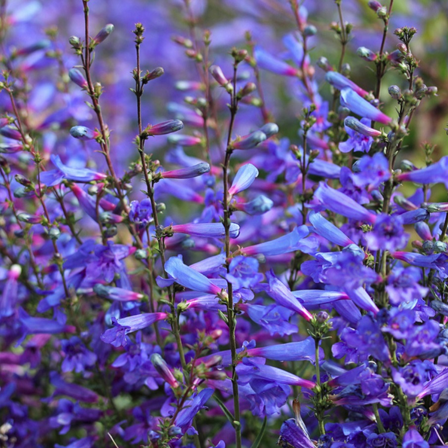 天空のバラ園 園主 春の花苗徐々に入荷してます 今のうちに植え込むといい感じ ペンステモン エレクトリックブルー リソスペルマム デルフィニウム ダイヤモンドブルー ワイルドストロベリー 花苗各種販売中 T Co U7lnpjfcy9 天空の 天空のバラ園 園主 春の花苗徐々に入荷してます 今のうちに植え込むといい感じ ペンステモン エレクトリックブルー リソスペルマム デルフィニウム ダイヤモンドブルー ワイルドストロベリー 花苗各種販売中 T Co U7lnpjfcy9 天空の