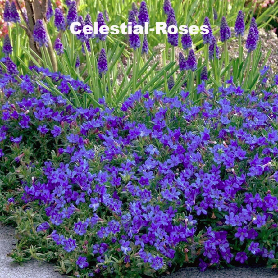 天空のバラ園 園主 春の花苗徐々に入荷してます 今のうちに植え込むといい感じ ペンステモン エレクトリックブルー リソスペルマム デルフィニウム ダイヤモンドブルー ワイルドストロベリー 花苗各種販売中 T Co U7lnpjfcy9 天空の