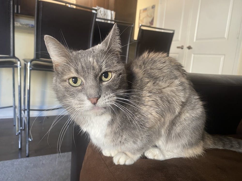 dailywildcat's tweet photo. #ArtsLife Whether you're a cat person or a dog person, few things are better than a furry friend to keep you company in this lonely time. Our reporter @abbiekosoc talked to some @uarizona students who have added a new member to the family.

https://t.co/Ulln80wUwB https://t.co/fMF07nOze6