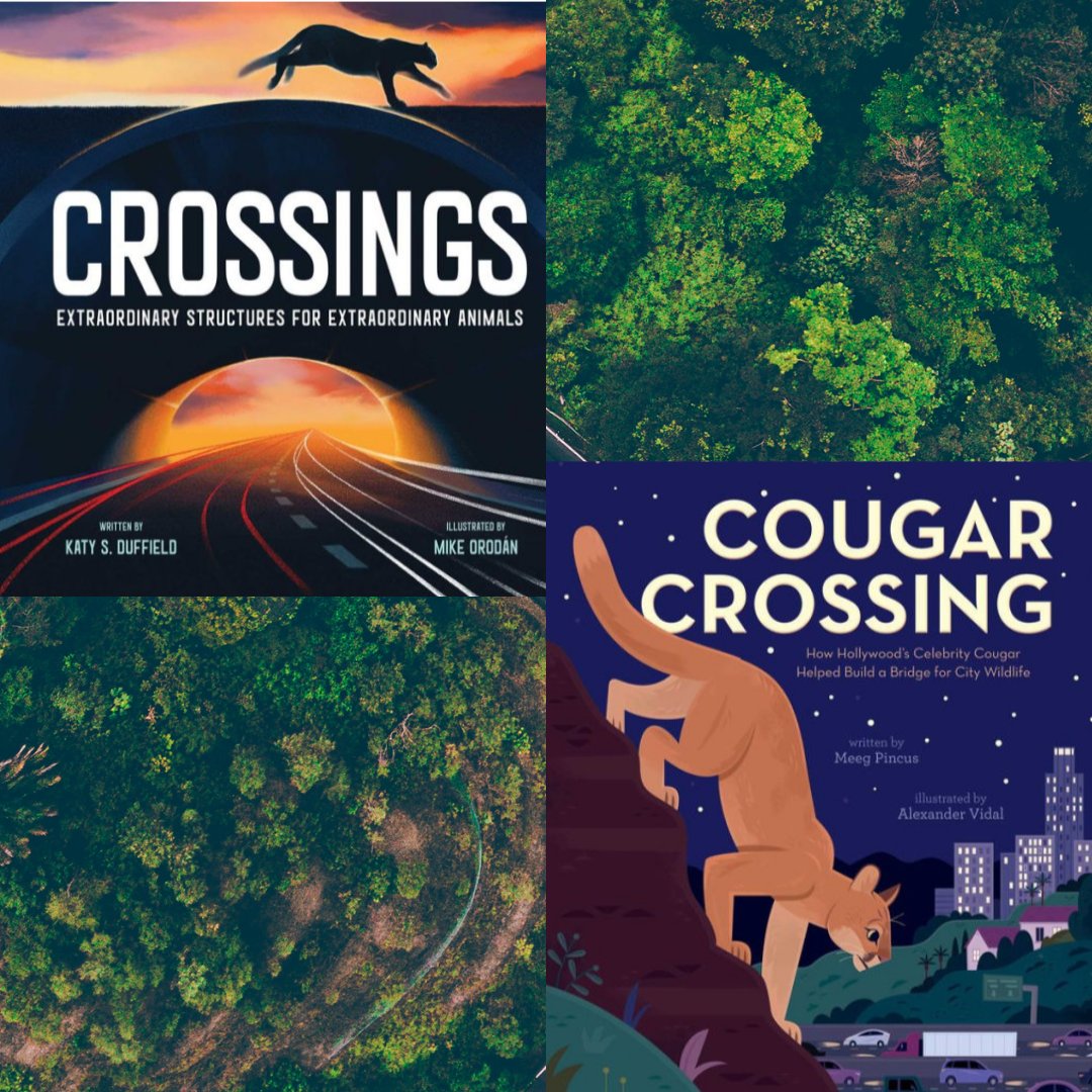 ☘️As we cross into a new month, we wanted to highlight two wonderful new picture books on structures built for wildlife crossings around the world! 🌎🐻🐆🦀 #animalcorridor #migrationcorridors #p22 #hollywoodcougar #roadecology #barnesandnoble #bnbuzz #bentonville #rogers