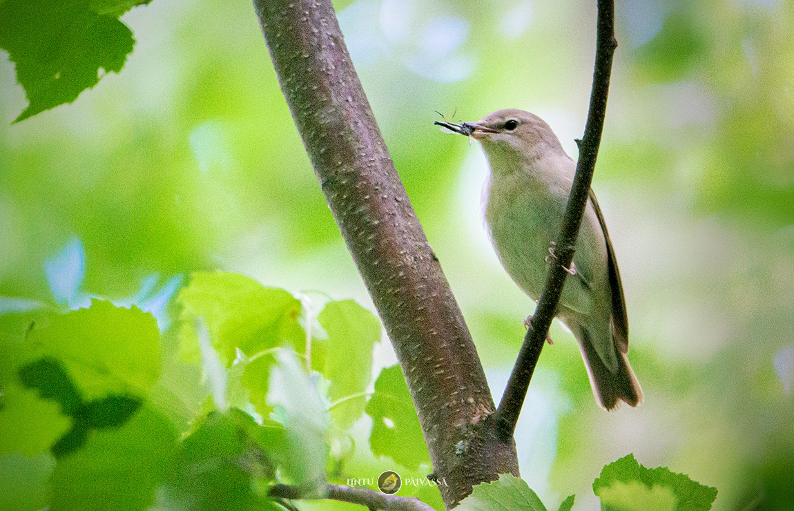 #Lehtokerttu #Trädgårdssångare #GardenWarbler
#SylviaBorin

#Linnut #Birds