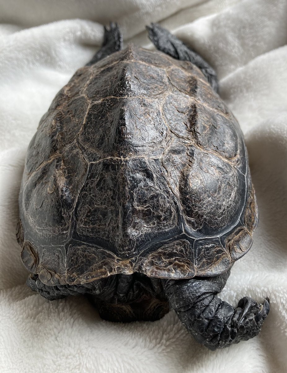 けこぜに ここからは動かないぞー 動物 亀