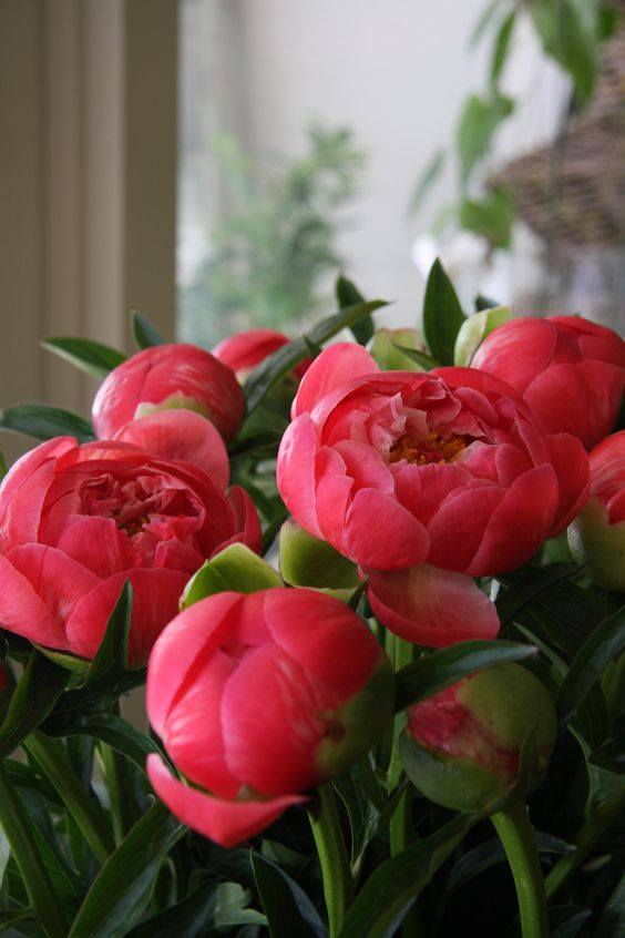 Szép jó reggelt kívánok😍 Good  morning🙂😉