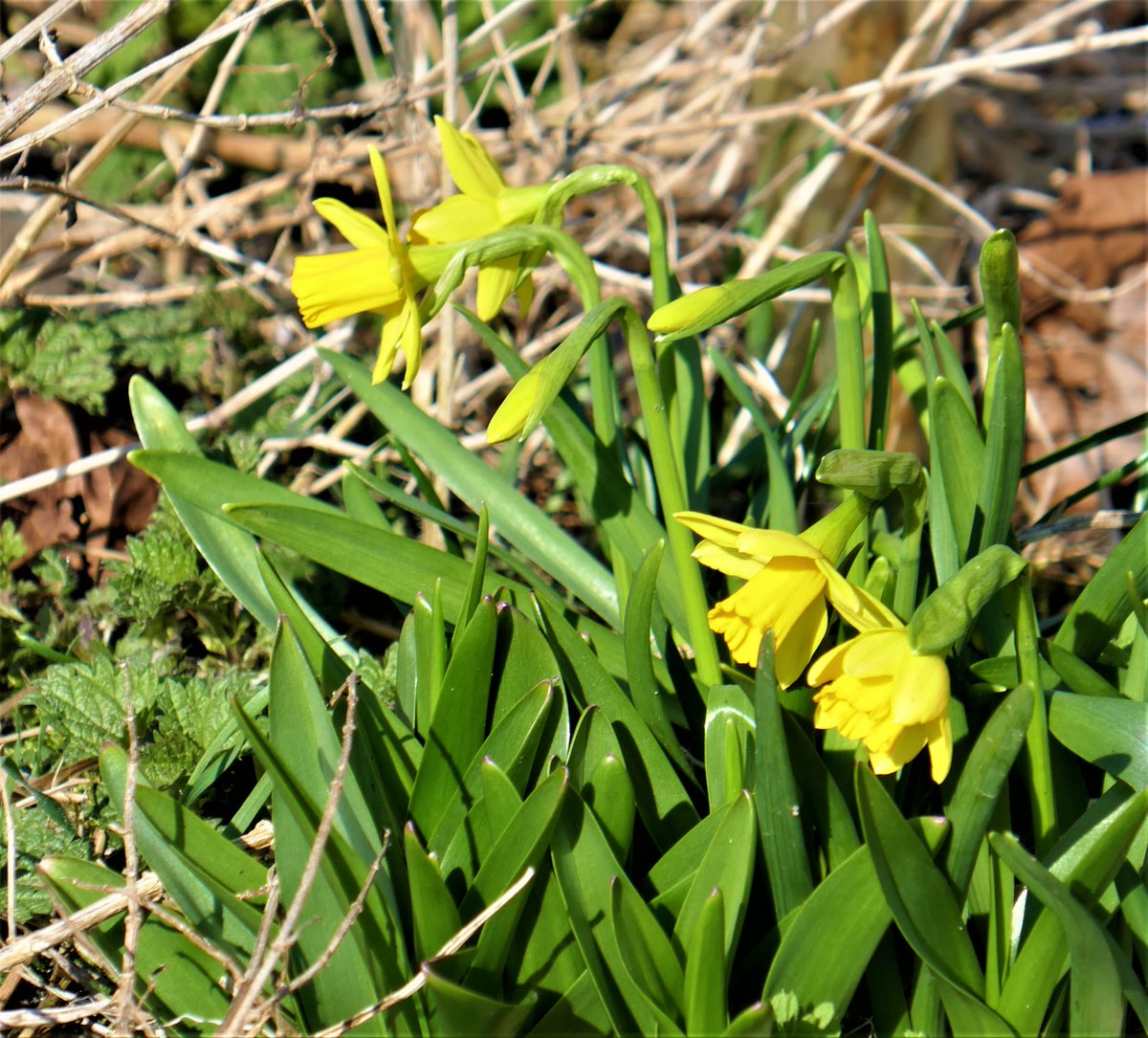 Please share your pics of the Daffodil's around the town to us on St Davids Day