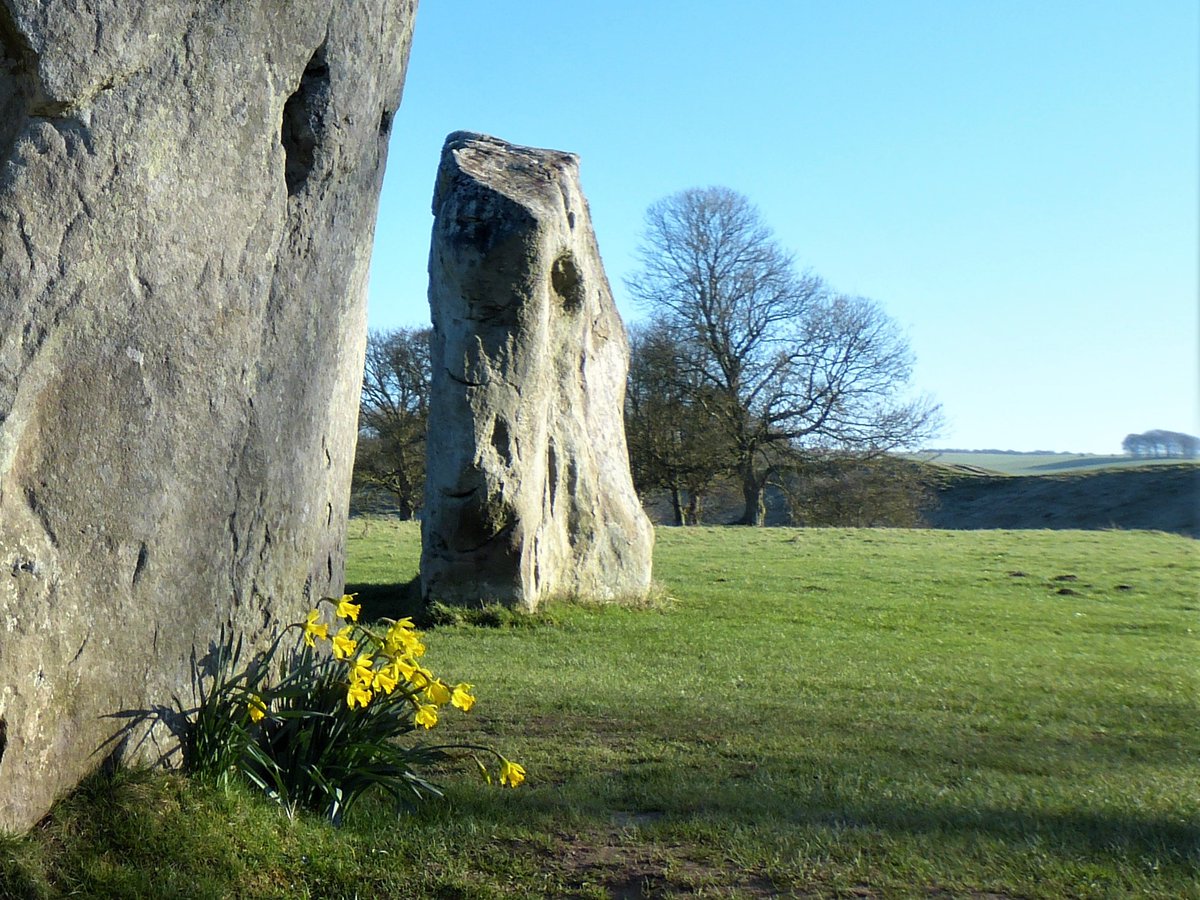 Happy St David's Day. The daffodils are out at Avebury. Let's hope everybody can be soon as well. #timeforwiltshire #GreatWestWay #Avebury
