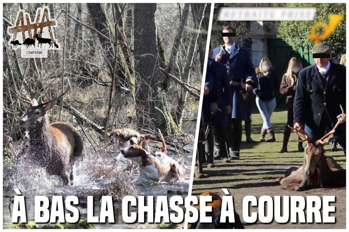 AvaCompiegne's tweet photo. 🦌🗡 PLUS QUE JAMAIS : A BAS LA CHASSE A COURRE ! 
Samedi 27 février, les membres de "La Futaie des Amis" sont parvenus à leur fin en tuant ce cerf à l'arme blanche, près du Puits du Roi, après plusieurs heures de traque.
1/4 https://t.co/izcn15jn2J