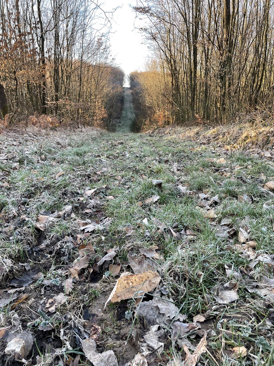 max_plu's tweet photo. [ THREAD ]

C comme... COVOITURAGE 🚙 

🗒 Les matins de chasse, le Piqueux procède à une sélection des chiens pour la journée. Ce rôle de « Didier DESCHAMPS » de l’équipage, le Piqueux le doit à sa proximité des chiens.

👇🏻

#LiberteRuralite #IlsSachentNouschassons https://t.co/NgkzLV57wY