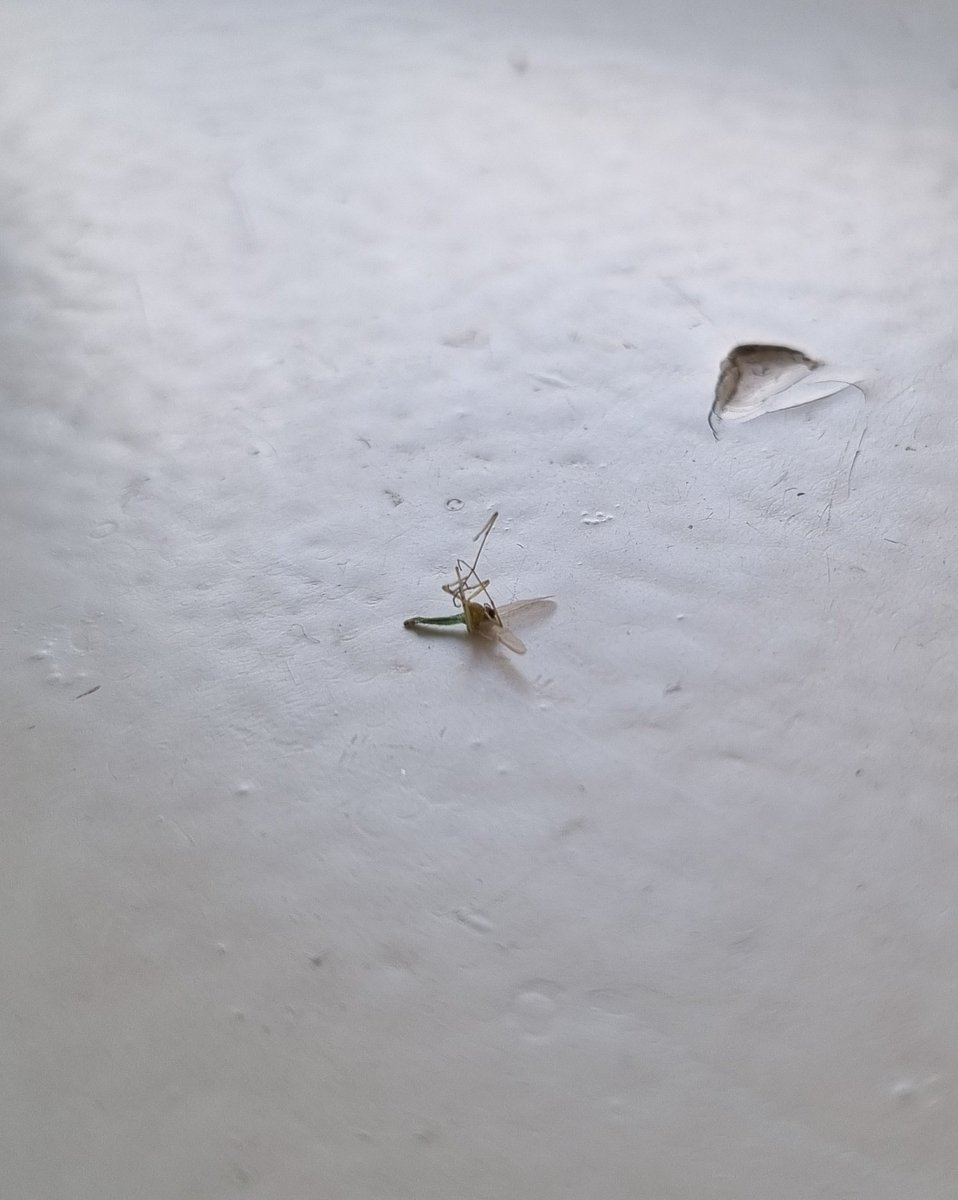 Got this guy in my box with my new #playstation5 and I'm not sure if I've won a prize?! <a href="/PlayStationUK/">PlayStation UK</a> can you confirm where you package items and if you've brought any disease into my home. Thanks 👌🏻