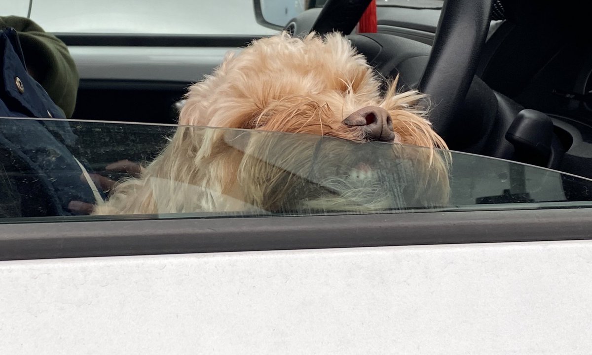 lilymoocockapoo's tweet image. How I feel about going to the vets..