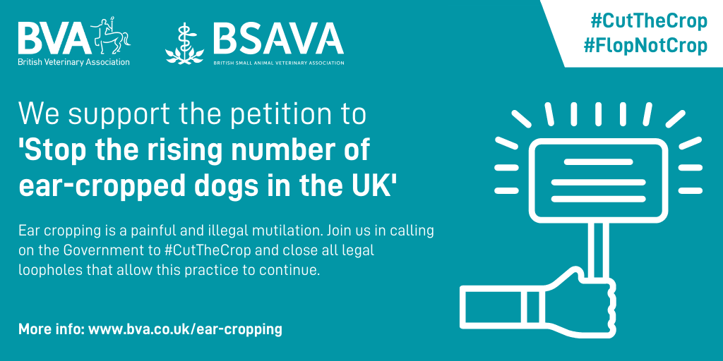 We’re supporting the #CutTheCrop campaign. Ear cropping is illegal in the UK. Please support, sign, and share the petition to stop the rising number of ear-cropped dogs in the UK. petition.parliament.uk/petitions/5743… #FlopNotCrop <a href="/BritishVets/">BritishVets</a> <a href="/theFOALGroup/">Focus On Animal Law</a>