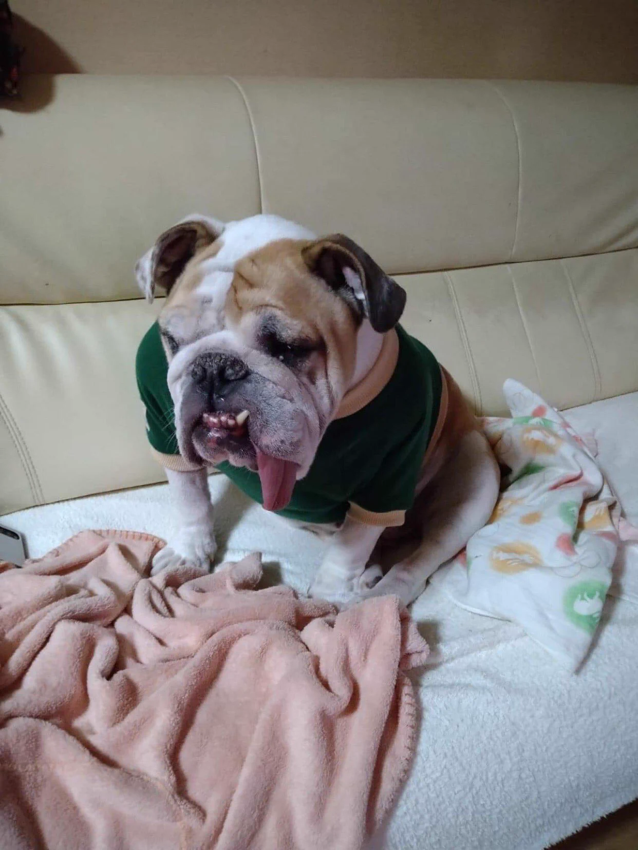 DOCOMOの新料金プランahamo（アハモ）いや！そんなに何回観せても！ahomo（アホも）に見える😵って！
アホでも分かるが！？売りなのかな？
#improvindog #yellowman🌞 #ahamo #docomo #bulldoglife #bulldoglove #ホッコリ #犬との生活 #犬との暮らし #黄色い人 #きいろ33  
#ahamoについて  