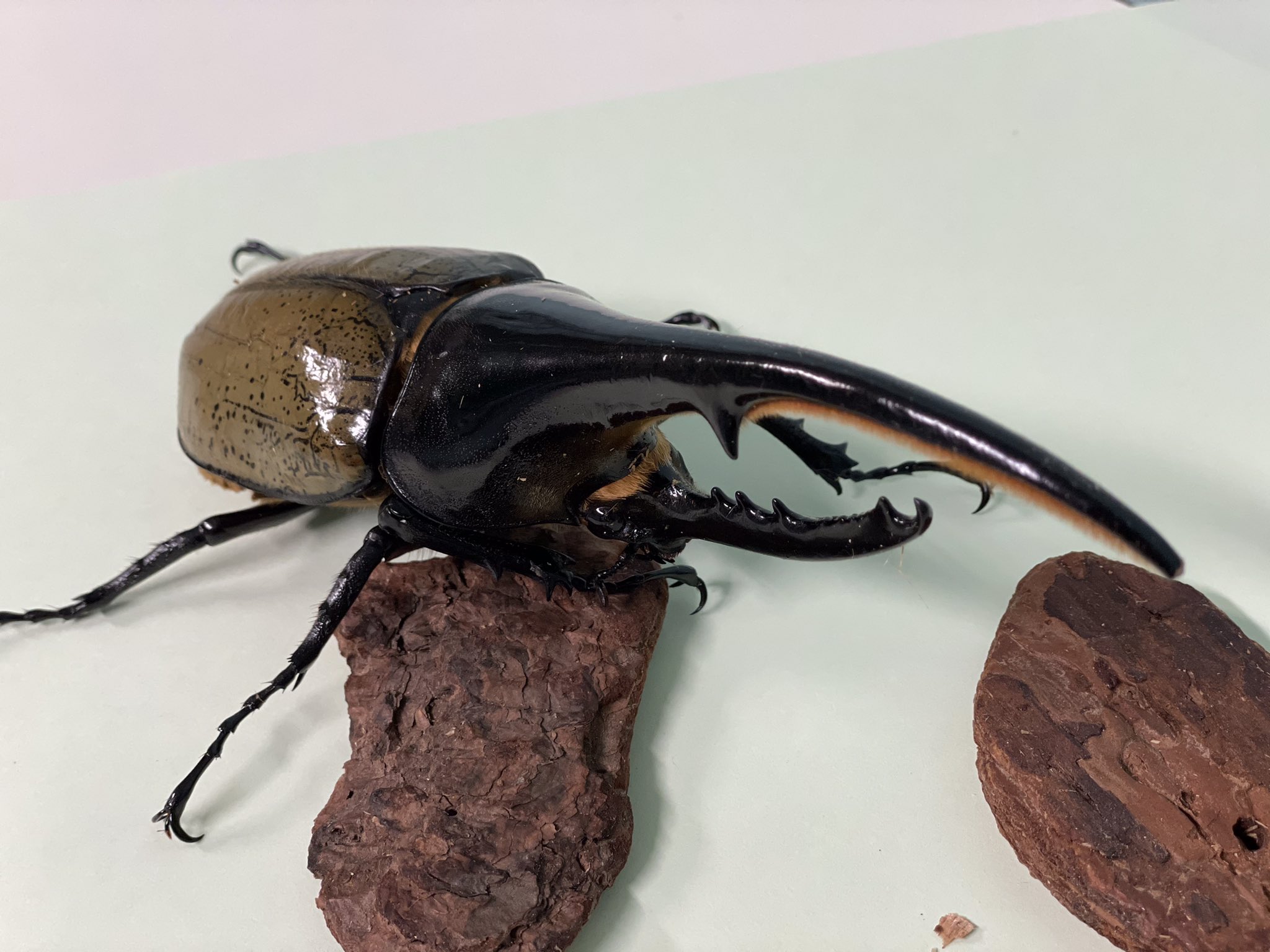 仙台eco動物海洋専門学校 インセクトブリーダー 昆虫専攻の講師の方が新しいカブトムシを持ってきてくださったワン 立派な角がとってもカッコいいワン ネプチューンオオカブト ヘラクレスオオカブト カブトムシ 昆虫 Oaks インセクトブリーダー