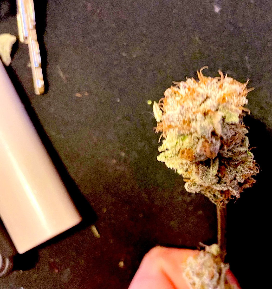 JMadd19's tweet photo. @GeneticsSd @EthosGenetics eyyyy you guys over there at Ethos killing it! Tried SD’s frosty Mandarin Cookies and that shit is straight ⛽️⛽️⛽️💯 https://t.co/hu1tahdjMh