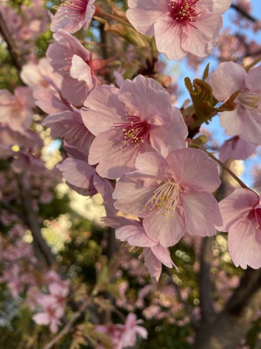 Twitterのコスプレ画像2