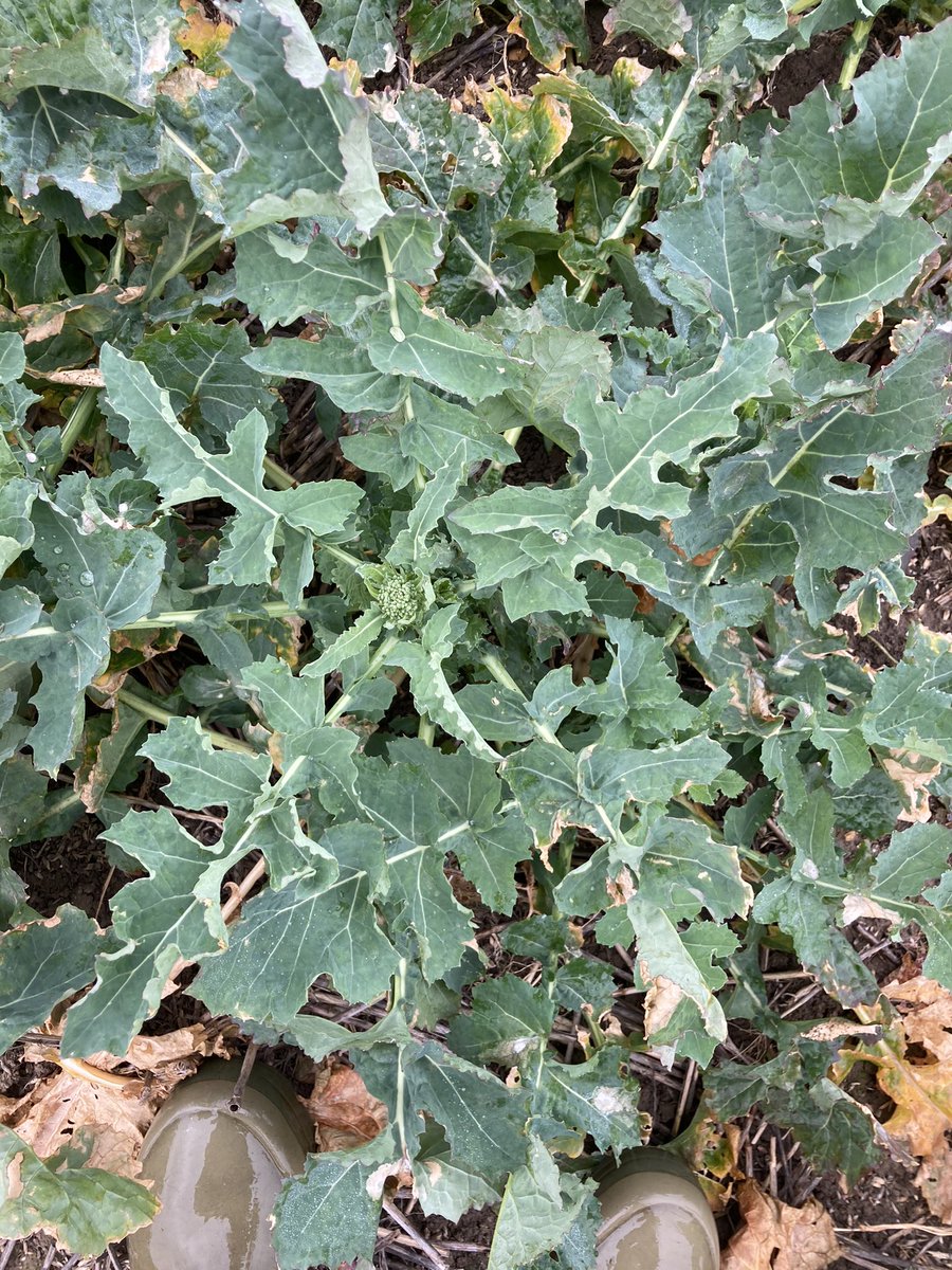 nickpeters1989's tweet photo. OSR has enjoyed the recent sunny ☀️ weather too! Shame it all doesn’t look this good. On the move into March. @dekalb_osr Imprint. Sending off for disease spot check, concerns over visible LLS symptoms. #stemextension #mistymonday #OSRlife https://t.co/KjLd1emr3k