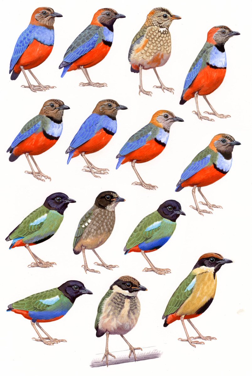 kokayart's tweet photo. The New Guinean pitta complex. Only 3 species earlier, taxonomic changes resulted in 11. Watercolour and bodycolour on paper. https://t.co/IxC9hAEwN1