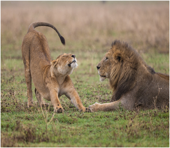 TrevaronTravel's tweet photo. When the lioness is dying for attention but the male lion prefers to maintain its attitude.

#lion #king #africa #kenyawildlife #lioness #vacations #nature #naturephotography #nationalgeographic #natural #kenyasafari  #wild #wildlifestyle #wildlifeperfection #wildlifefreak https://t.co/0d5Q9g0XVQ