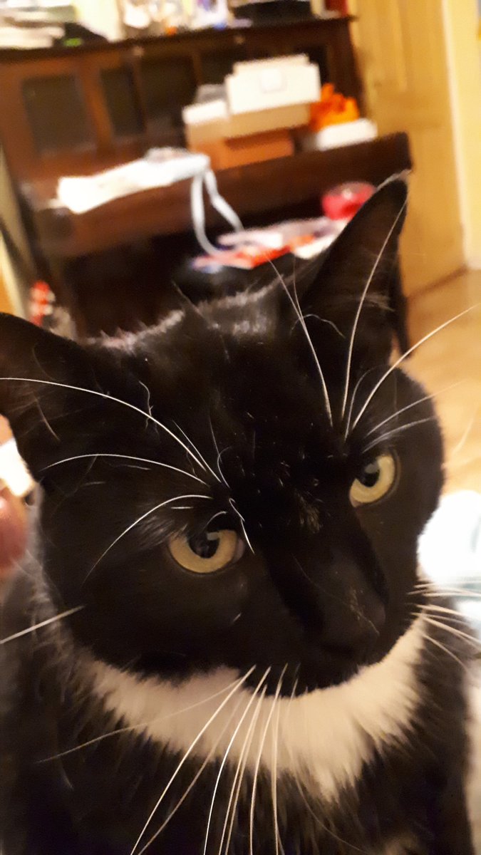 littlejen6's tweet photo. @richardosman We took Freddie off the streets and now he rules the house, has actual turkey/chicken for dinner and shops for his own toys. https://t.co/cwkq4r9R1K