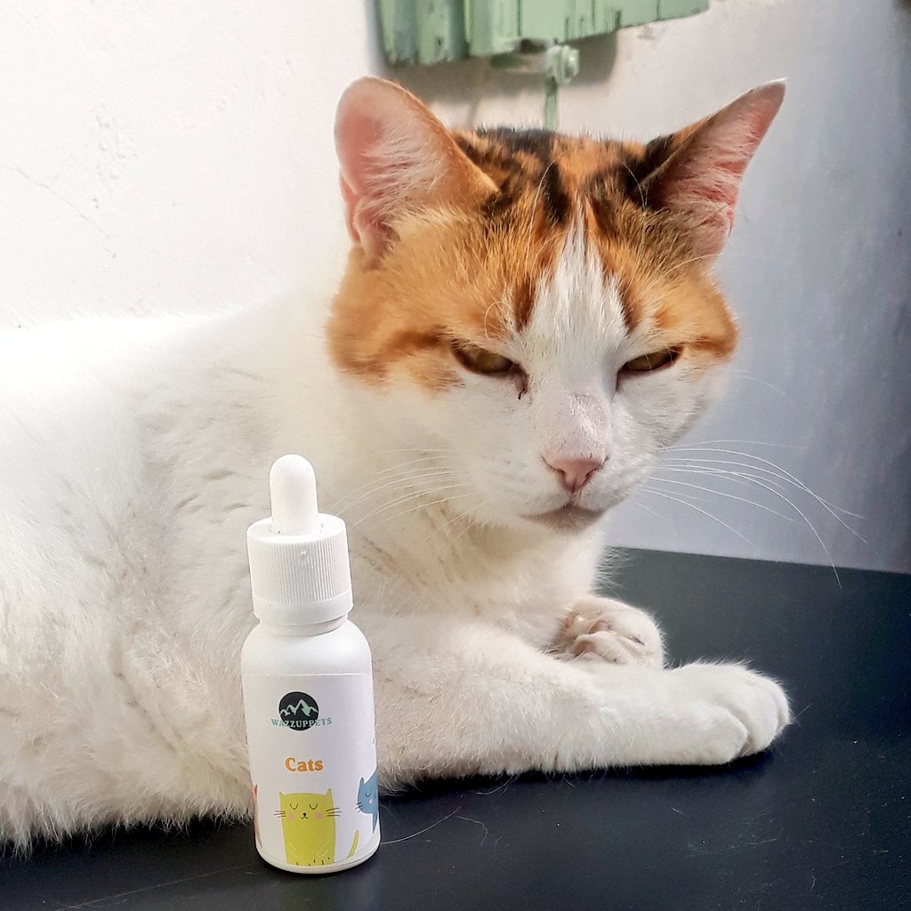 Wazzuppets Wazzuppets Twitter